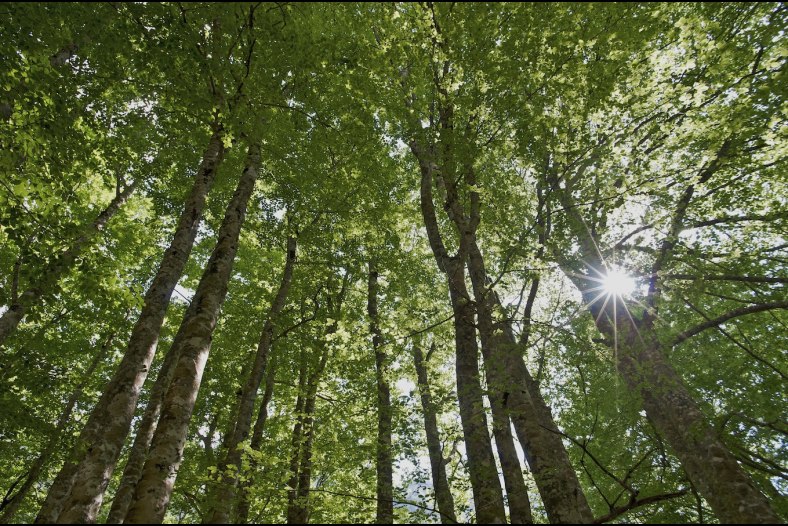 The Beech Forest